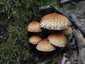 Tüskés tőkegomba (Pholiota squarrosa), Budai-hegység